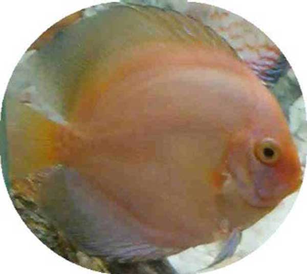 Orange Opal Diamond Fish  2.5 inch
